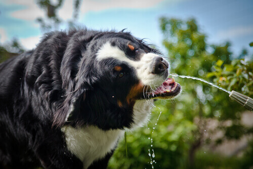 Por que alguns cães têm sede excessiva?