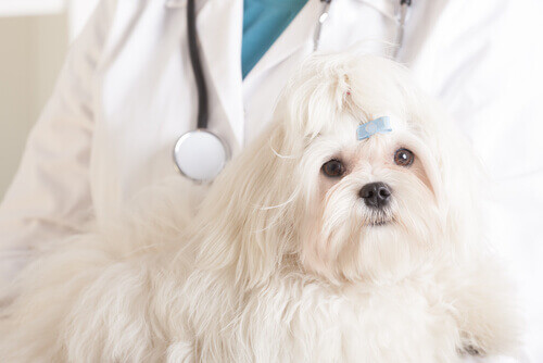 Quimioterapia para cães