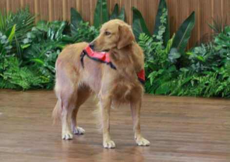 Happy, o cão que acalma crianças em audiências
