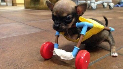Conheça Turbo Roo, um chihuahua com espírito de superação