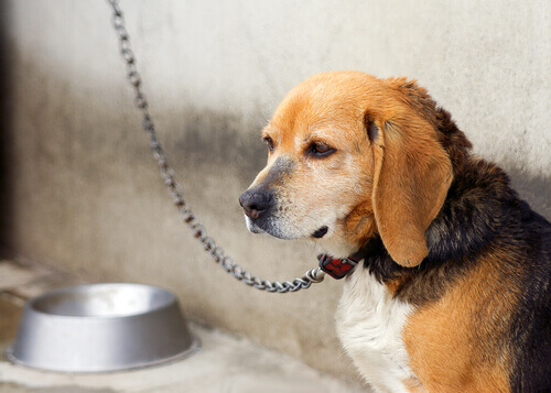 Vizinhos de um cão acorrentado pulam um muro para salvá-lo