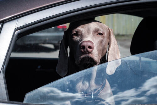 Por que não se deve deixar o seu cachorro dentro do carro?