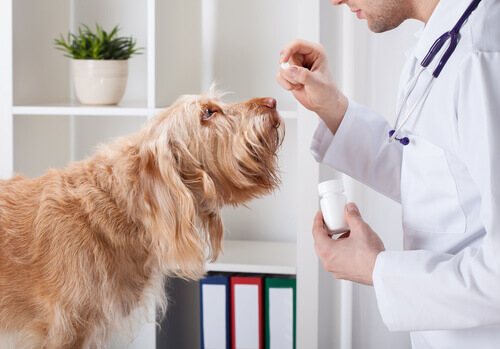 Posso dar vitaminas para o cão?