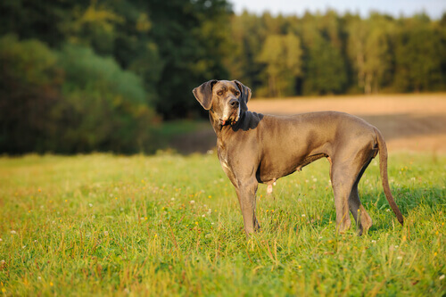Dogue Alemão: um gigante adorável