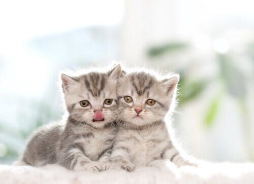 Por que é melhor adotar dois gatos ao invés de um?