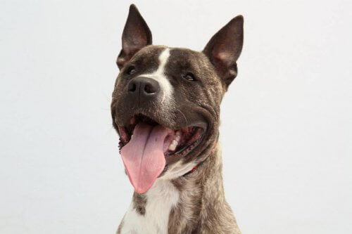 Ecoy, o cachorro roubado e usado para rinhas, à procura de um lar