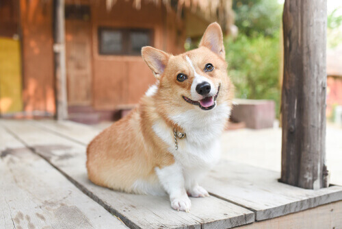 Conheça o estado de humor de seu cão segundo sua postura