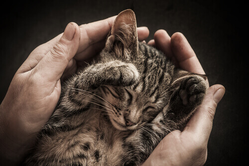 Como socializar um gato