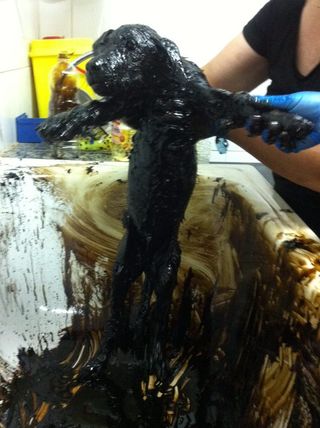 filhotes-poco-de-piche-2