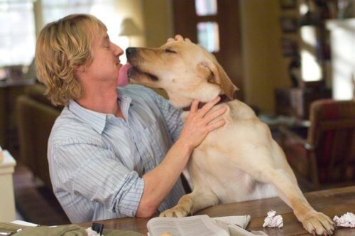 Os 5 melhores filmes sobre cães