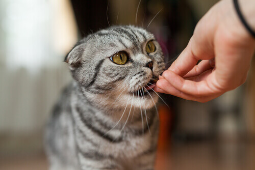 gato-comendo