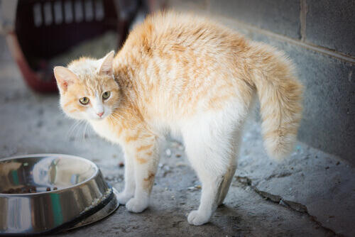 5 causas de fobia nos gatos