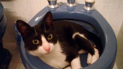 Muki: o gato que usou suas 7 vidas