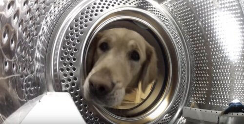 Cão resgata seu amigo da máquina de lavar roupas