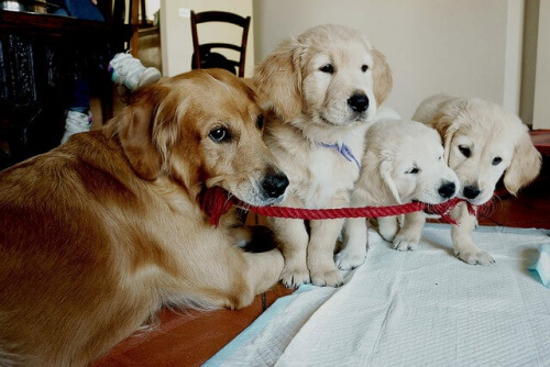 golden_retriever_filhotes