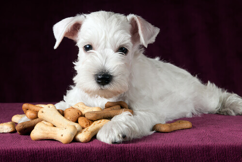 Lanches saudáveis para o seu cachorro