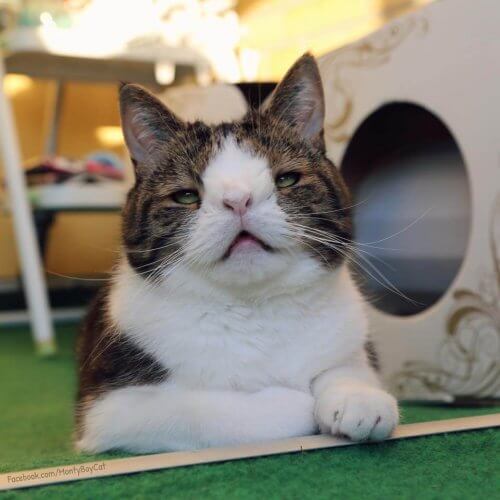 Monty, um gato com síndrome de Down que apaixonou os internautas