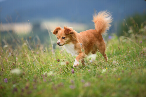 O que significam os inúmeros movimentos do rabo do seu cão?