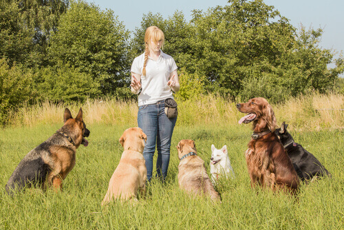 Você já conhece os cuidadores online de cães?