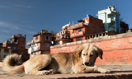 De que forma a poluição prejudica os cães?