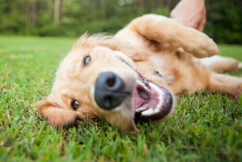 Parasitas internos: um perigo para a saúde canina