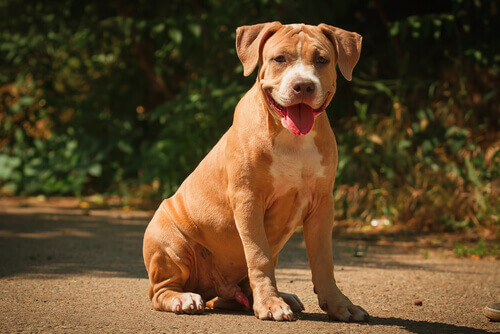 11 razões para não ter um Pit Bull
