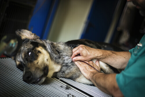 Em Taiwan, foi criado um centro de doação de sangue para cães