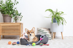 Como brincar com cachorros para cuidar da saúde do animal