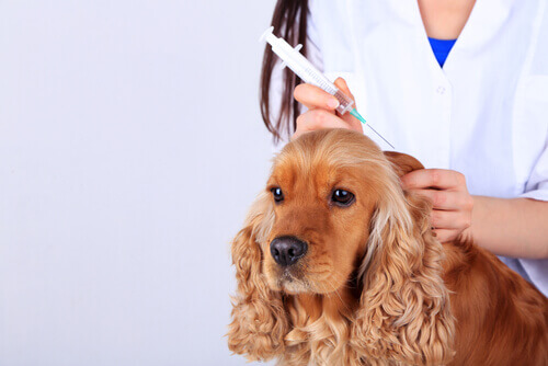 Os efeitos colaterais das vacinas nos cachorros