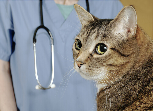 Veterinários a domicílio: que profissão é essa?