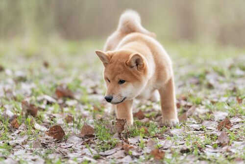 Conheça algumas das habilidades dos cães