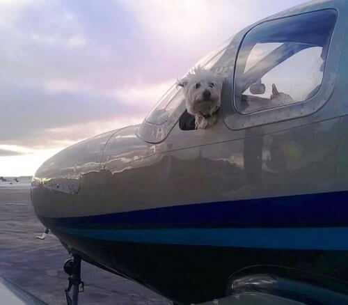 Conheça o Wings of Rescue, os pilotos voluntários que salvam a vida de cães