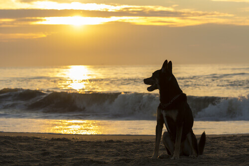Quanto tempo se deve esperar, depois da morte de seu pet, para ter um novo animal?