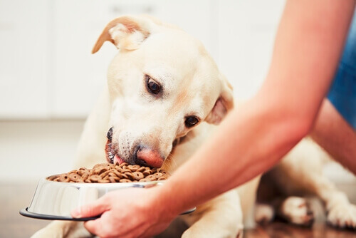 Conselhos para antes e depois de alimentar um cão