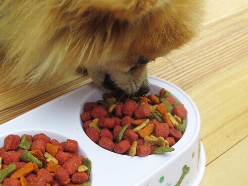 Como escolher a melhor ração para cães?