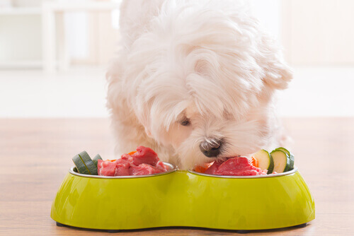 Meu cão pode comer alimentos crus?