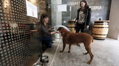 BarFriendly, os primeiros restaurantes para cães