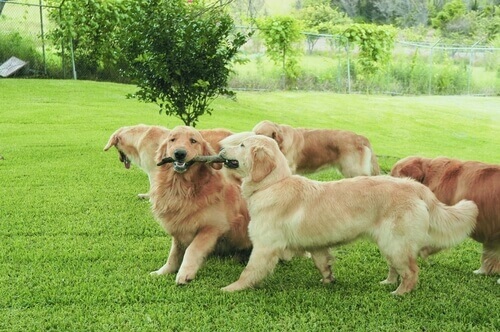 Por que os cães cheiram uns aos outros