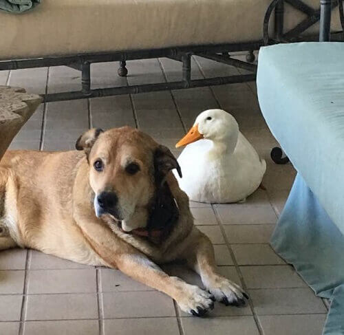 Cão deprimido se recupera graças a seu novo amigo pato