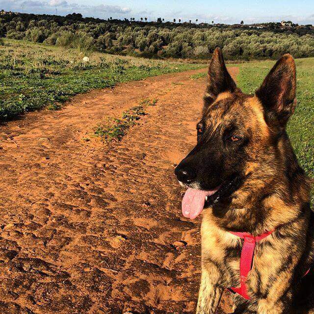 cao-morto-de-india-martinez-2