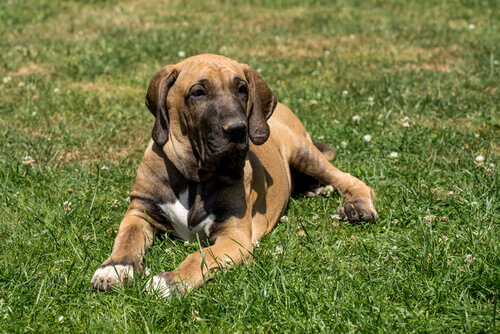 Cães, os mascotes favoritos da América Latina