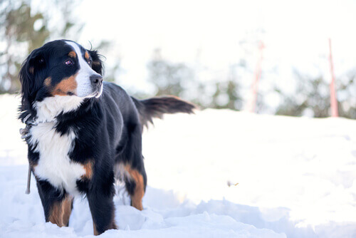 Quero ir para a neve com meu cão!
