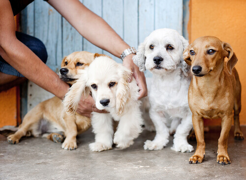 Vende-se um cão: O único amor que o dinheiro pode comprar