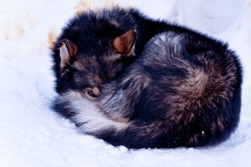 cadela-encontrada-na-neve-1
