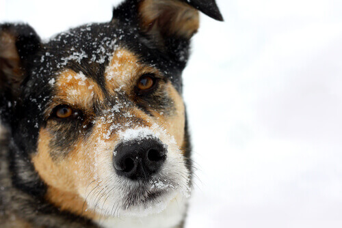 Uma cadela foi encontrada congelando no topo de uma montanha