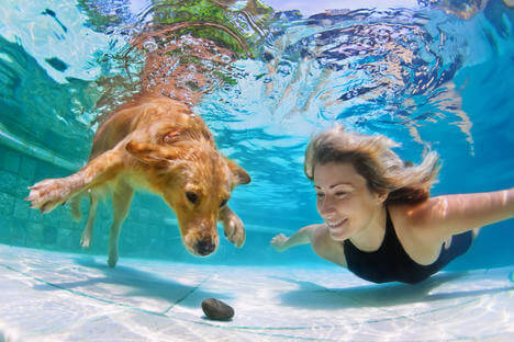 Invenção russa permite que cães respirem debaixo d'água