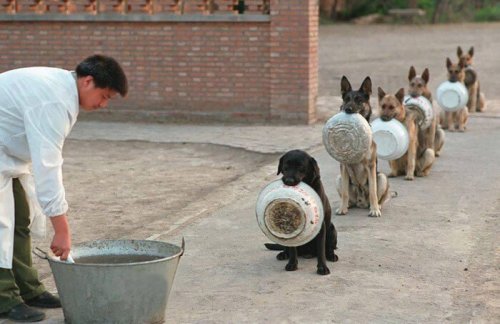 16 cachorros esperam sua vez para comer