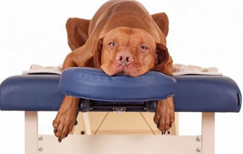 Spa para animais: eles também têm direito de relaxar!