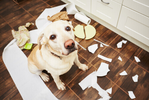 5 conselhos para que seu cão não tenha problemas de comportamento