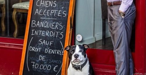 Restaurante em Paris permite cães, mas não banqueiros